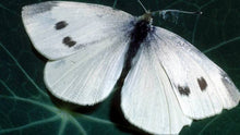 Load image into Gallery viewer, FLYING INSECT NETTING 7.5m x 100m 60gsm